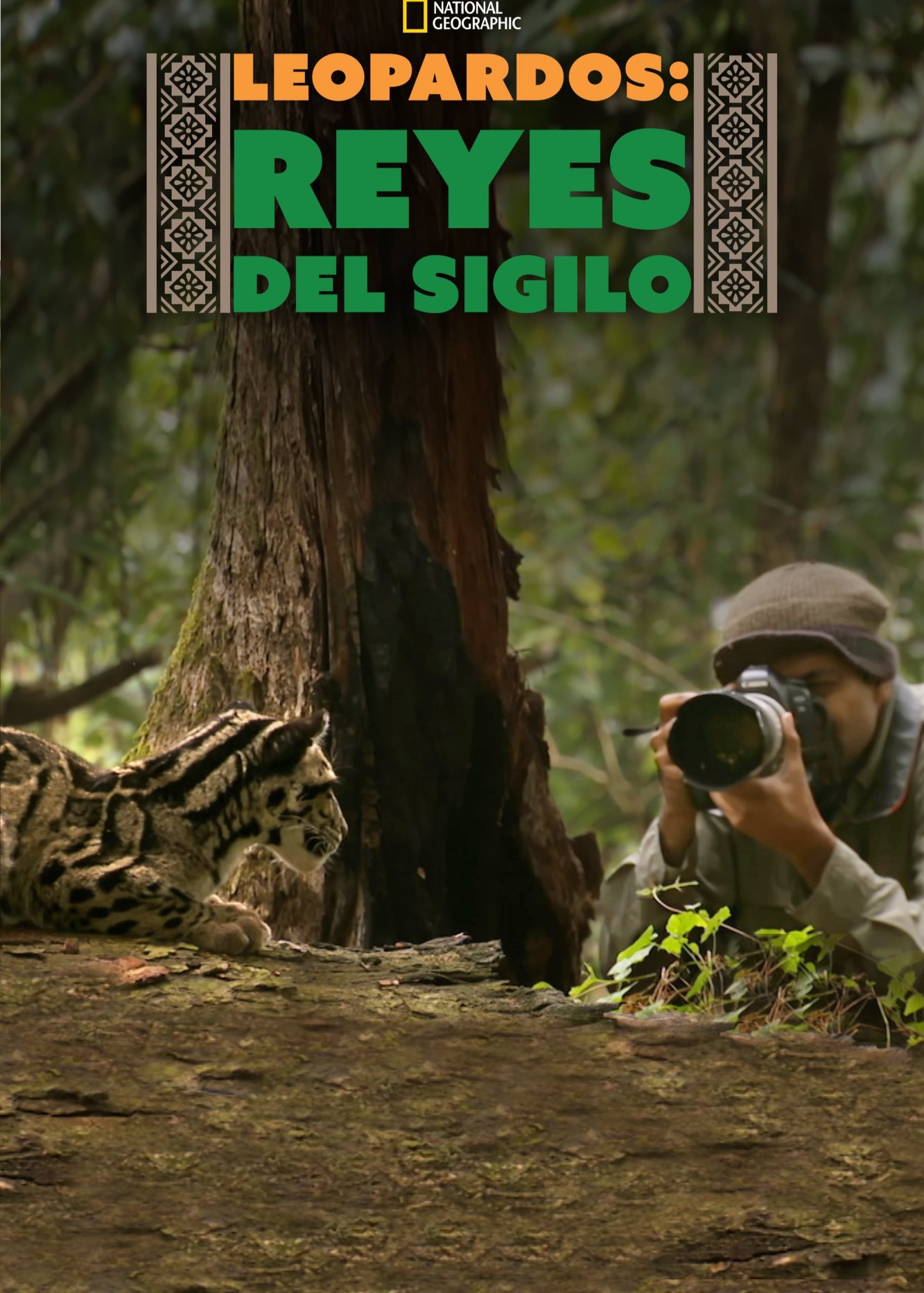Póster de Leopardos salvajes en la India