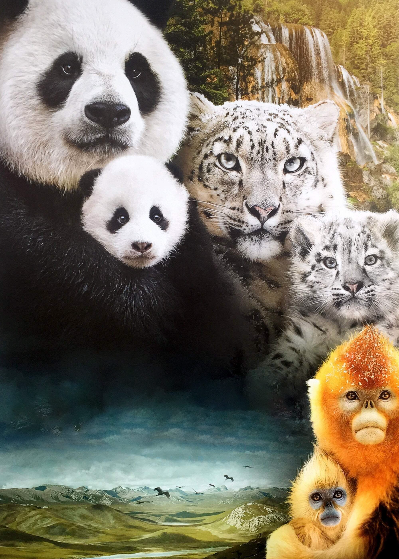 Póster de Nacido en china